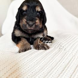 Cappi - Phantom female Bernedoodle puppy in Cedar County, Missouri from Sac River Goldendoodles  & Bernedoodles LLC