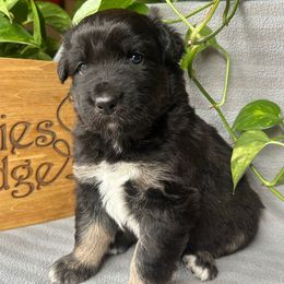 Blacksmith - Black tri-color male Australian Shepherd puppy in Litchfield, New Hampshire from Aussies Edge Farm