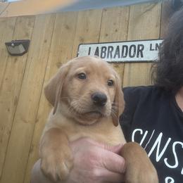 Turkey - Yellow male Labrador Retriever puppy in Tigard, Oregon from Morrison Labrador Retreivers