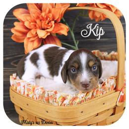 KIP - AKC Registered - Chocolate and tan male Dachshund puppy in Graceville, Florida from Misty's 101 Doxies