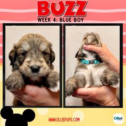 Buzz (Blue) - male Golden Mountain Doodle puppy in Boiling Springs, South Carolina from OlliePups, LLC