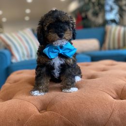Havanese and Havapoo Puppies from Ladypawspuppies