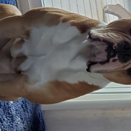 Odin - Olde English Bulldogge