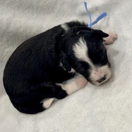 Blue collar - Black tri-color male Aussiedoodle puppy in 32046, Florida from River Hill Ranch
