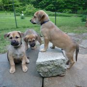 Chinook Puppies from Spook Nook Chinooks