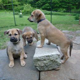 Chinook Puppies from Spook Nook Chinooks
