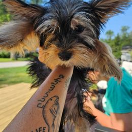 Rocky - Black & tan tri-color male Morkie puppy in Romulus, Michigan from Lady Watkins Kennels