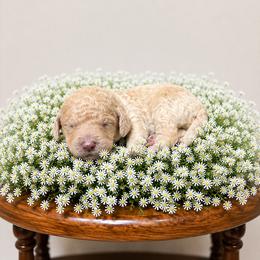 Red - Cream female Goldendoodle puppy in Fairmount, Georgia from Muscadine Meadows Farm