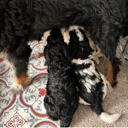 Bernedoodle, Cockapoo, and Goldendoodle Puppies from Avery Doodle Day LLC