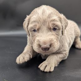 Phoenix - female Long Haired Weimaraner puppy in Evart, Michigan from Drehbar Weimaraners