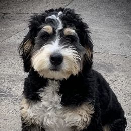 Bernedoodles from Pencroft Farm