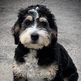 Bernedoodles from Pencroft Farm