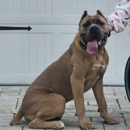 Riptide aka RIP - Cane Corso