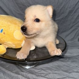 Gouda - White female German Shepherd puppy in Magnolia, Texas from K & Q Shepherds