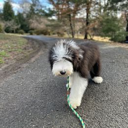 Biggie - Silver Collar Boy - Black Bearded Collie puppy in Lansdowne, Pennsylvania from Beloved Bearded & Border Collies