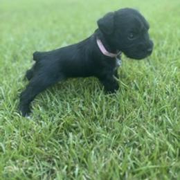 Miniature Schnauzer Puppies from Rebecca LeBoeuf