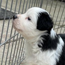 Depawsit - Black tri male Miniature American Shepherd puppy in Spring Valley, California from Trifecta Miniature American Shepherds