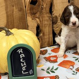 Rachel - Brown and white female Aussiedoodle puppy in Lavonia, Georgia from H & A Kennels