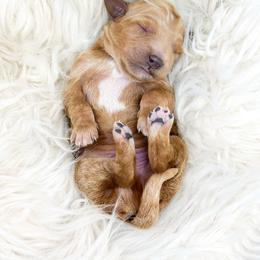Pleakley - Red  male Goldendoodle puppy in Davison, Michigan from Dreaming Doodles