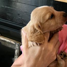AKC BOY 2 - Piebald male Dachshund puppy in Bolivar Peninsula, Texas from A and G Dachsunds