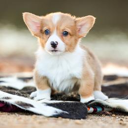 Bambi - 2200 - Red merle and white male American Corgi puppy in Star City, Arkansas from T4 Farms