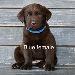 Blue female - Chocolate female Labrador Retriever puppy in Mississippi from Sure Shot English Labs