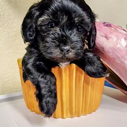 Penguin--White Stripe on Chest - Black male Havapoo puppy in Parks, Arkansas from BAK Home Pups