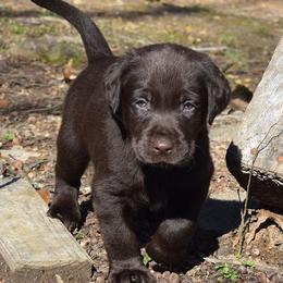 Labrador Retrievers from Choice Chocolate Labs