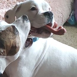 Boxer Puppies from Von Royal Dell'Infinito Deutscher