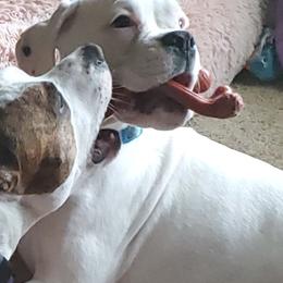Boxer Puppies from Von Royal Dell'Infinito Deutscher