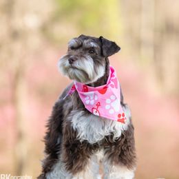 Miniature Schnauzers from Quality Schnauzer