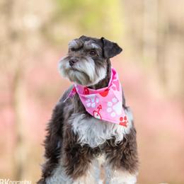 Miniature Schnauzers from Quality Schnauzer