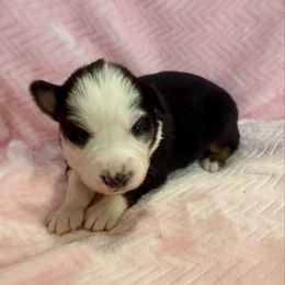 Juliette - Black tri-color female Australian Shepherd puppy in Blomkest, Minnesota from Meljestic Farms