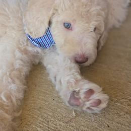 Lord Edmund Barkley Pupperton - Cream male Poodle puppy in Midlothian, Texas from Pristine Puppies & Signature Studs