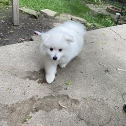 American Eskimo Dog Puppies from Firefly American Eskimo Dogs