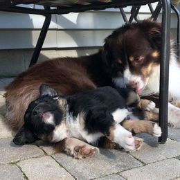 Miniature American Shepherd and Miniature Australian Shepherd Puppies from Lil' Bit Aussie