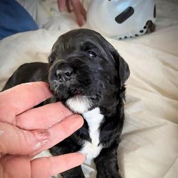 Shadow - Black female Goldendoodle puppy in Bountiful, Utah from PJs Puppy Love