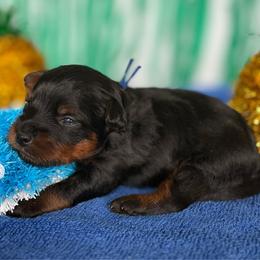 Legacy - Black and tan male Yorkipoo puppy in Clifton, New Jersey from Kdash_yorkies