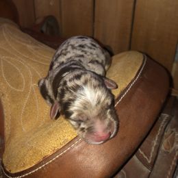 Girl 2 - Aussiedoodle puppy in Paint Rock, Alabama from Kotah’s Kennels