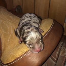 Girl 2 - Aussiedoodle puppy in Paint Rock, Alabama from Kotah’s Kennels