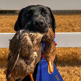 Labrador Retrievers from Small Batch Labradors