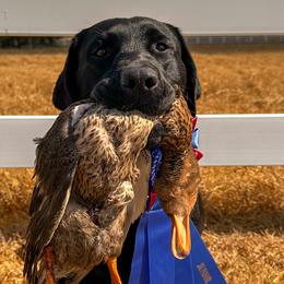 Labrador Retrievers from Small Batch Labradors