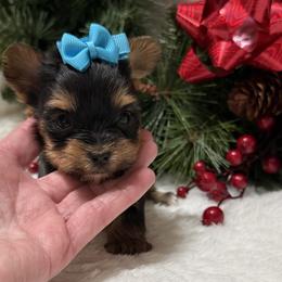 Pending - Black and tan female Yorkshire Terrier puppy in Lexington, North Carolina from Silver Valley Yorkies