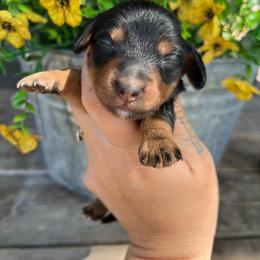Boston cream - Black and tan male Dachshund puppy in Payette, Idaho from NT Mini Doxies