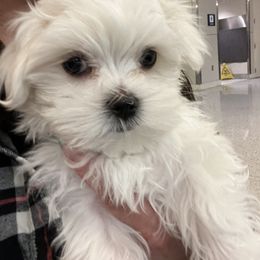 "Zero " Maltese Puppies from Genice’s Small Wonders