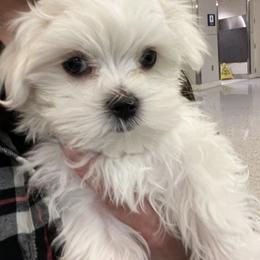 "Zero " Maltese Puppies from Genice’s Small Wonders