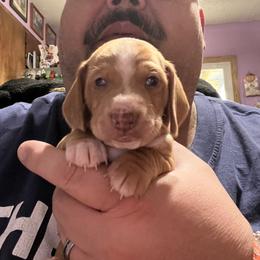 Dachshund Puppies from Witchy Woman’s Wiener’s
