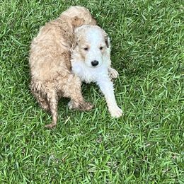 Goldendoodle Puppies from Marion's Doodles