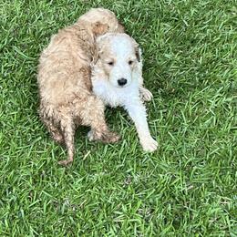 Goldendoodle Puppies from Marion's Doodles