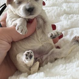 Reserved for Jessic - Apricot female Maltipoo puppy in Fredericktown, Missouri from Doodle Pups Fur-Ever